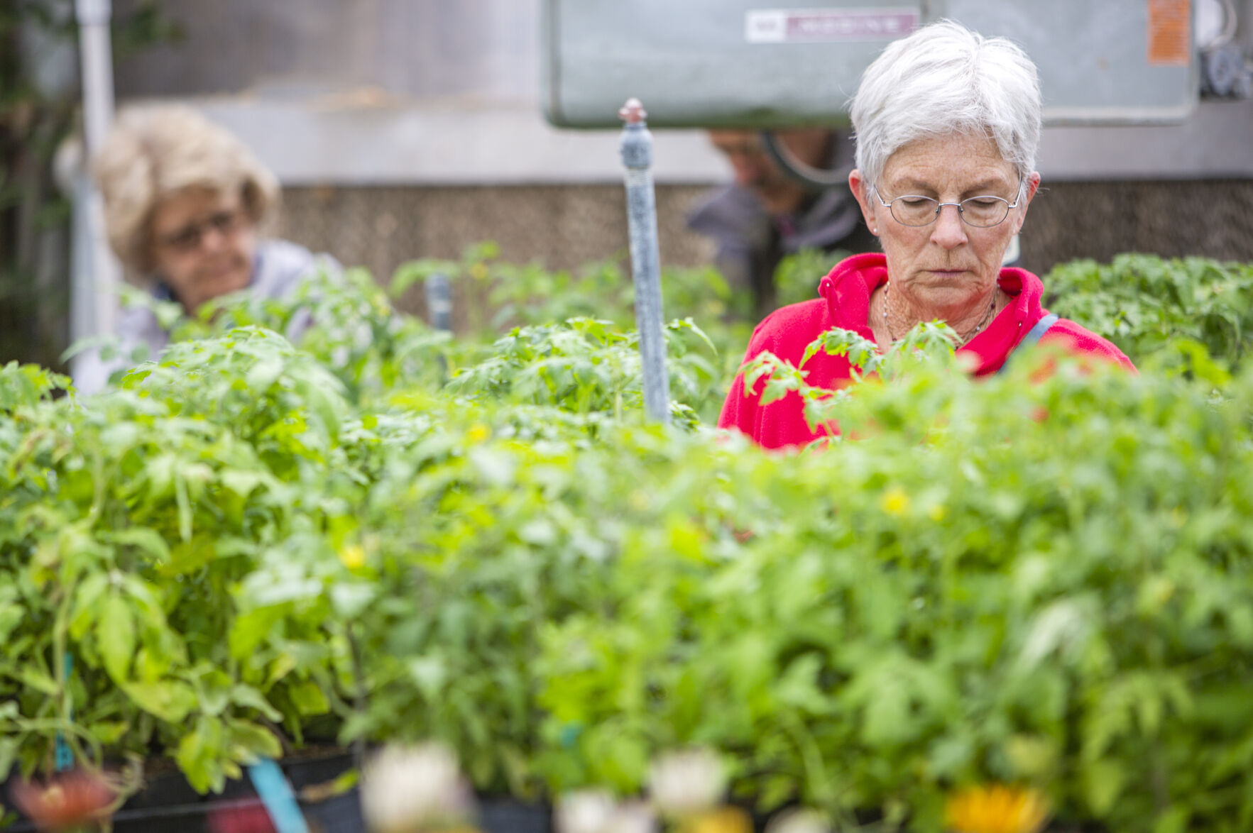 Filer FFA plant sales